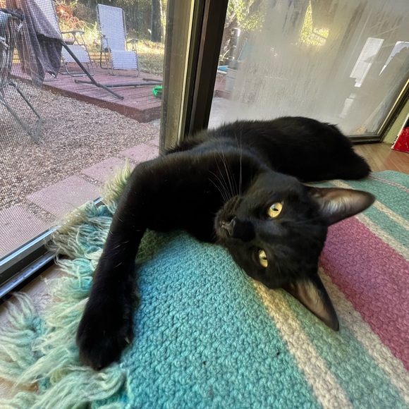 About Me! 💕 - Picture 3 of 8